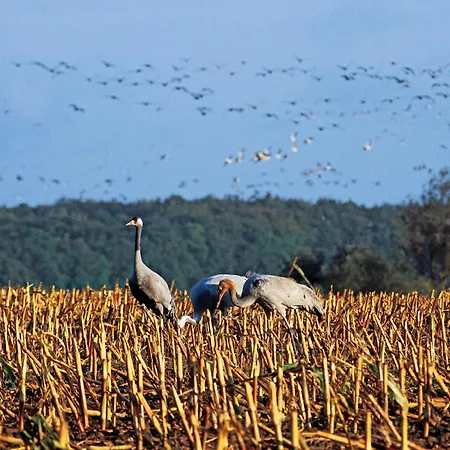 Hafenstr_ 41 A Haus Marienlinde Сasa de vacaciones Zingst